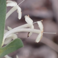 Pimelea linifolia subsp. linifolia at Cook, ACT - 23 Nov 2021