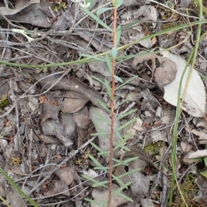 Pimelea linifolia subsp. linifolia at Cook, ACT - 23 Nov 2021