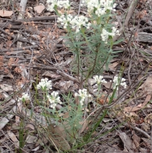 Pimelea linifolia subsp. linifolia at Cook, ACT - 23 Nov 2021