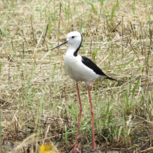 Himantopus leucocephalus at Fyshwick, ACT - 28 Nov 2021