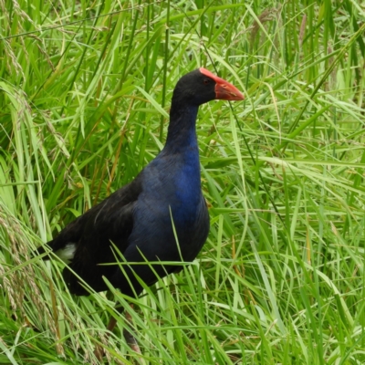 Porphyrio melanotus (Australasian Swamphen) at Jerrabomberra Wetlands - 28 Nov 2021 by MatthewFrawley