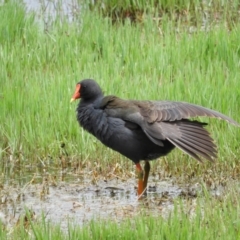 Gallinula tenebrosa (Dusky Moorhen) at Jerrabomberra Wetlands - 28 Nov 2021 by MatthewFrawley