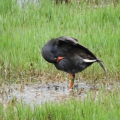 Gallinula tenebrosa at Fyshwick, ACT - 28 Nov 2021 12:51 PM