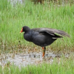 Gallinula tenebrosa at Fyshwick, ACT - 28 Nov 2021