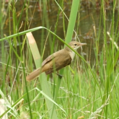 Acrocephalus australis (Australian Reed-Warbler) at Fyshwick, ACT - 28 Nov 2021 by MatthewFrawley