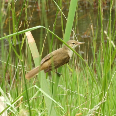 Acrocephalus australis (Australian Reed-Warbler) at Fyshwick, ACT - 28 Nov 2021 by MatthewFrawley