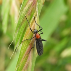 Bibio superfluus (Garden maggot) at Fyshwick, ACT - 28 Nov 2021 by MatthewFrawley