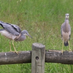 Egretta novaehollandiae (White-faced Heron) at Isabella Pond - 28 Nov 2021 by RodDeb