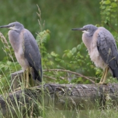 Egretta novaehollandiae at Monash, ACT - 28 Nov 2021