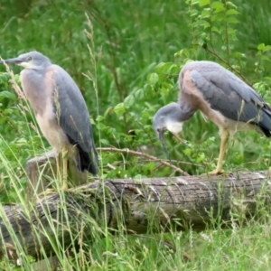 Egretta novaehollandiae at Monash, ACT - 28 Nov 2021