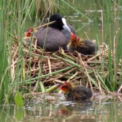 Fulica atra (Eurasian Coot) at Monash, ACT - 28 Nov 2021 by RodDeb