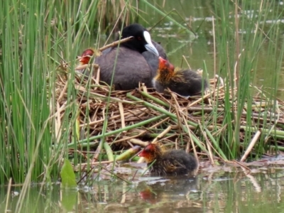 Fulica atra (Eurasian Coot) at Monash, ACT - 28 Nov 2021 by RodDeb