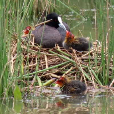 Fulica atra (Eurasian Coot) at Tuggeranong Creek to Monash Grassland - 28 Nov 2021 by RodDeb