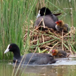 Fulica atra at Monash, ACT - 28 Nov 2021 02:41 PM