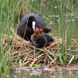 Fulica atra at Monash, ACT - 28 Nov 2021 02:41 PM