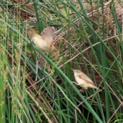 Acrocephalus australis (Australian Reed-Warbler) at Tuggeranong Creek to Monash Grassland - 28 Nov 2021 by RodDeb