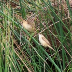 Acrocephalus australis at Monash, ACT - 28 Nov 2021