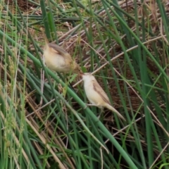 Acrocephalus australis at Monash, ACT - 28 Nov 2021