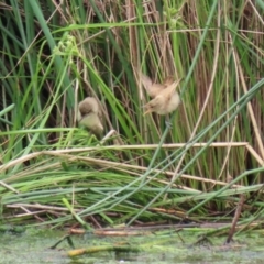 Acrocephalus australis at Monash, ACT - 28 Nov 2021