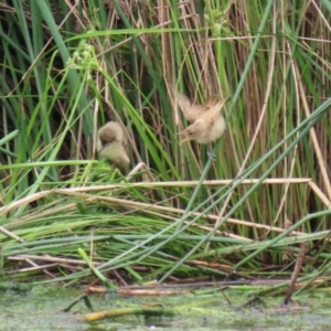 Acrocephalus australis at Monash, ACT - 28 Nov 2021