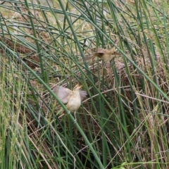 Acrocephalus australis at Monash, ACT - 28 Nov 2021