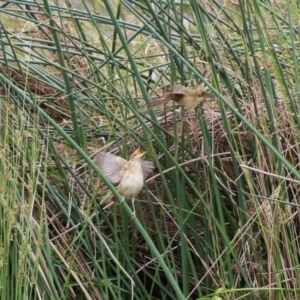 Acrocephalus australis at Monash, ACT - 28 Nov 2021