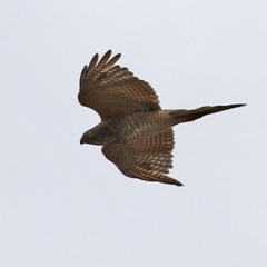 Accipiter cirrocephalus (Collared Sparrowhawk) at Isabella Pond - 28 Nov 2021 by RodDeb