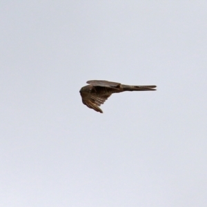 Tachyspiza cirrocephala at Monash, ACT - 28 Nov 2021