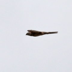 Tachyspiza cirrocephala at Monash, ACT - 28 Nov 2021