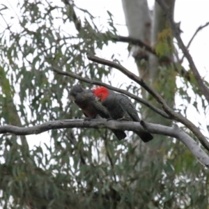 Callocephalon fimbriatum at Acton, ACT - suppressed