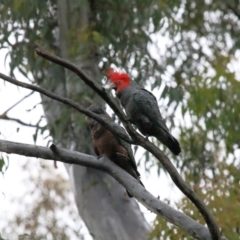 Callocephalon fimbriatum at Acton, ACT - suppressed