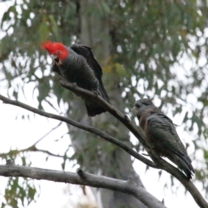 Callocephalon fimbriatum at Acton, ACT - suppressed