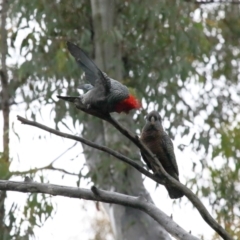 Callocephalon fimbriatum at Acton, ACT - suppressed