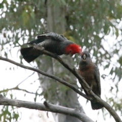 Callocephalon fimbriatum at Acton, ACT - 26 Nov 2021