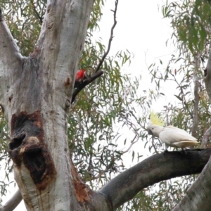 Callocephalon fimbriatum at Acton, ACT - suppressed