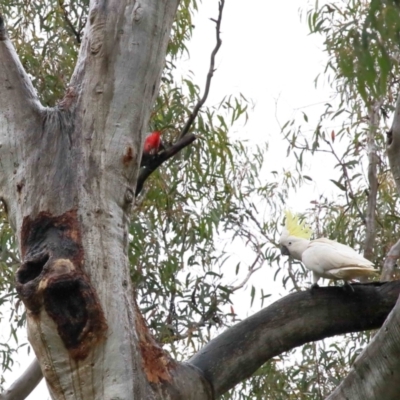 Callocephalon fimbriatum (Gang-gang Cockatoo) at Acton, ACT - 26 Nov 2021 by TimL