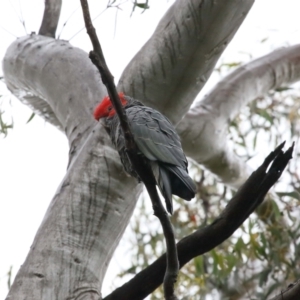 Callocephalon fimbriatum at Acton, ACT - suppressed