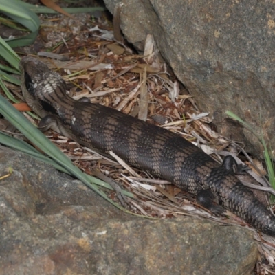 Tiliqua scincoides scincoides (Eastern Blue-tongue) at ANBG - 28 Nov 2021 by TimL