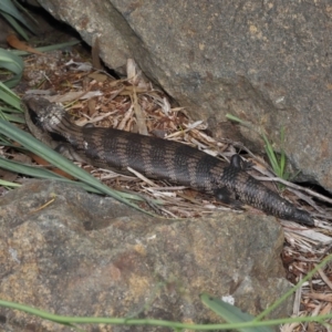 Tiliqua scincoides scincoides at Acton, ACT - 28 Nov 2021 11:48 AM