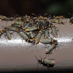 Chauliognathus lugubris (Plague Soldier Beetle) at Acton, ACT - 28 Nov 2021 by TimL