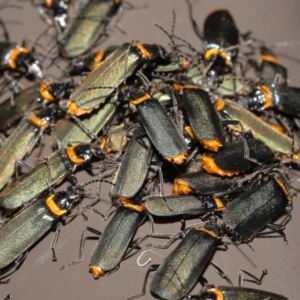 Chauliognathus lugubris at Acton, ACT - 28 Nov 2021