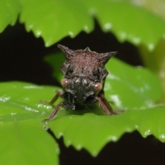 Pogonella minutus (Tiny two-spined treehopper) at Acton, ACT - 27 Nov 2021 by TimL