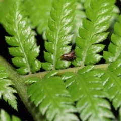 Pogonella minutus at Acton, ACT - 28 Nov 2021