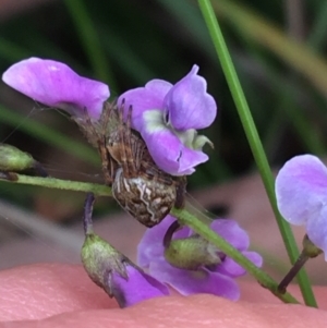 Glycine microphylla at Yaouk, NSW - 28 Nov 2021