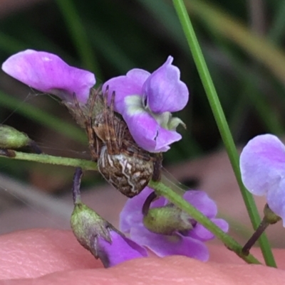 Glycine microphylla (Small-leaf Glycine) at Yaouk, NSW - 28 Nov 2021 by NedJohnston