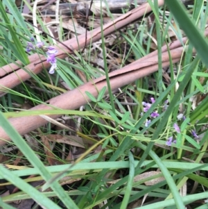 Glycine microphylla at Yaouk, NSW - 28 Nov 2021