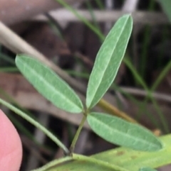 Glycine microphylla at Yaouk, NSW - 28 Nov 2021