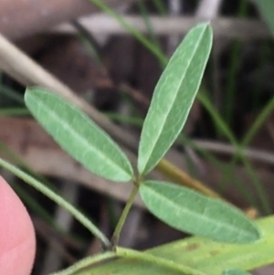 Glycine microphylla at Yaouk, NSW - 28 Nov 2021