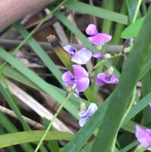 Glycine microphylla at Yaouk, NSW - 28 Nov 2021