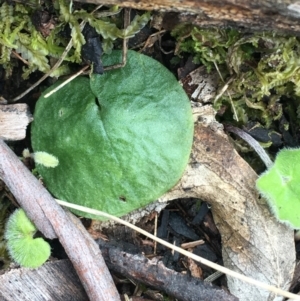 Corysanthes sp. at suppressed - suppressed